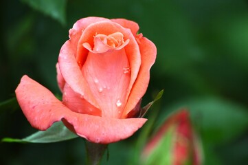red rosebud with raindrops