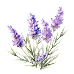 Naklejka premium Colorful watercolor lavender flowers illustration on a white background. Generative AI