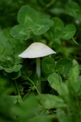 a small white mushroom in green grass