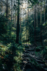 forest in the morning