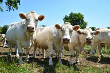 A Charolais cow herd in a meadow in the countryside pasture.