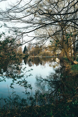 morning in the forest