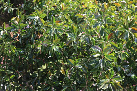 rośliny twardolistne fikus