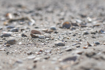 small shells on a sandy beach