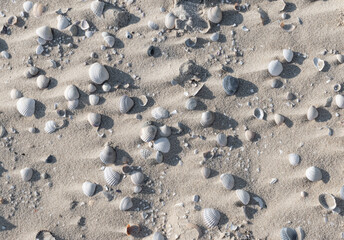 seashells on a sandy beach