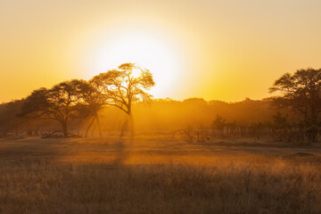 A beautiful African Tree Sunset - obrazy, fototapety, plakaty