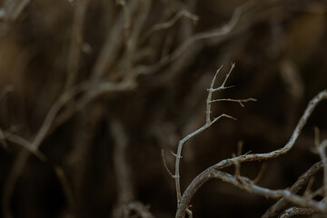 detail of branches on bush