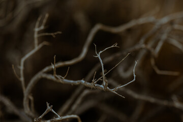 frost on the branches of a tree