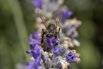 Macro d'abeille butinant