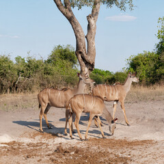 Group of Kudu (African Antelope) with a tree and sky in the background in Chobe National Park