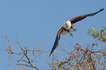 The African Fish Eagle (Haliaeetus Vocifer)flying off from a tree with a clear blue sky in the background in Chobe National Park, Botswana