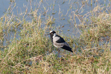 Close-up photo of a Blacksmith lapwing or blacksmith plover (Vanellus armatus) standing in the grass by the pond in Chobe National Park, Botswana