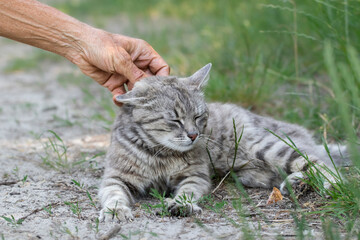 A stray cat on the street.A man's hand strokes the head of a street striped cat.Survival of homeless animals on the street.