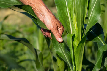 Green leaves of corn.A farmer inspects the leaves of corn stalks in the field.Concept of...