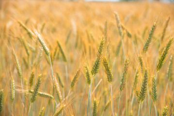 golden wheat field in summer