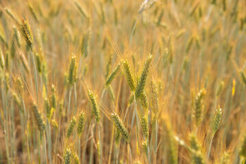 wheat field in summer