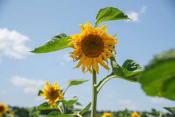 sunflower of blue sky background, bee on sunflowers, summer landscape 