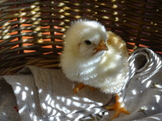 chicken in a sunlit wicker basket