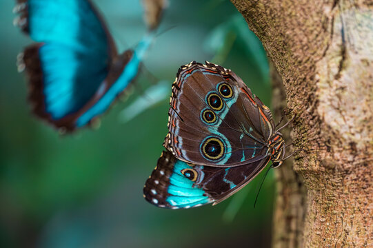blue morpho butterfly Morpho peleides sitting on tree with flying butterfly in the background