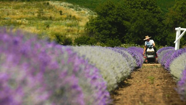 Lavender industrial cultivation and harvesting. Mechanical harvesting with a combine harvester. Lavender Farming. Growing lavender for profit