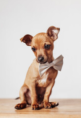 Little chihuahua puppy dog sitting on the wooden floor with a big bow tided around its neck