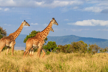 Group of giraffes walking in Ngorongoro Conservation Area in Tanzania. Wildlife of Africa