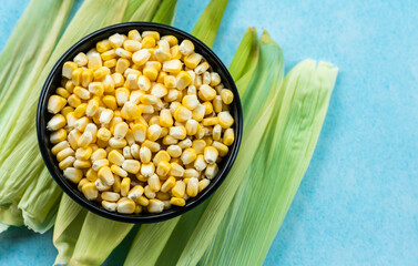 Flat lay image of corn seeds isolated on light blue colour background, corn day concept image