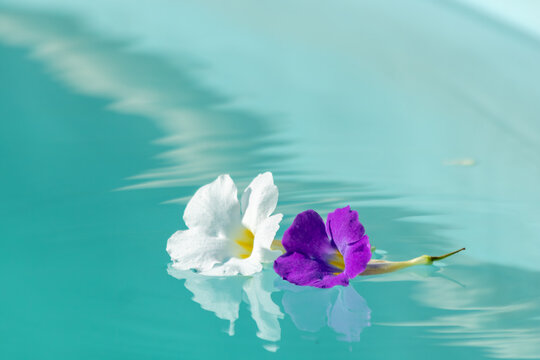 Duas flores, uma branca e a outra roxa boiando nas &aacute;guas limpas e verdes de uma piscina, refletindo na &aacute;gua com leves ondula&ccedil;&otilde;es.