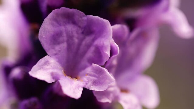 Lavender purple flower petals in full bloom macro close up shot 