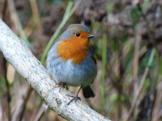 British Robin