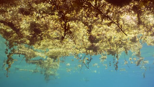 Panorama of Seaweed Brown Sargassum drifting on surface of water form floating islands, bright sun beams break through algae on daytime, underwater view, slow motion 