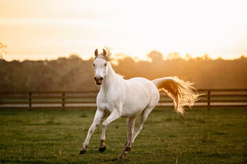 Arabian horse cantering in a pasture. 
