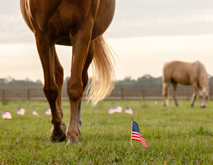 Small American flags with horses in the background. 