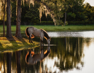 Horse drinking from pond at sunset.