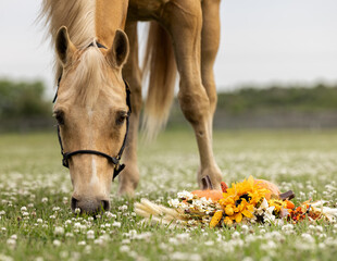 A horse grazes in a clover field with Autumn flowers and pumpkins nearby. 