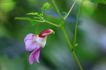 Closeup nature view of Parrot Flower, Chiang Dao Wildlife Sanctuary, Chiang Mai, Thailand