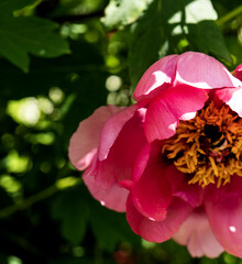 lush pink peony close-up. Spring flowers, peony in the garden