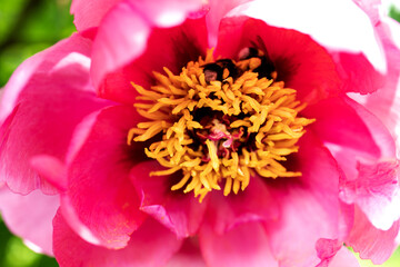 lush pink peony close-up. Spring flowers, peony in the garden