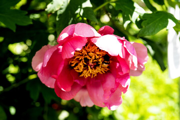 lush pink peony close-up. Spring flowers, peony in the garden