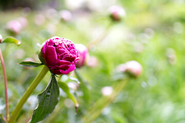 lush red, crimson peonies close-up. Spring flowers after the rain, peony in the garden.