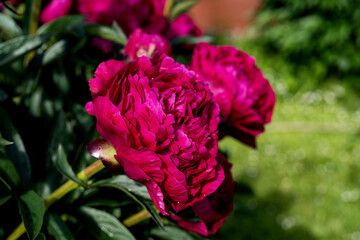 lush red, crimson peonies close-up. Spring flowers, peony in the garden.