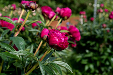 lush red, crimson peonies close-up. Spring flowers, peony in the garden. red peonies grow near the garden path