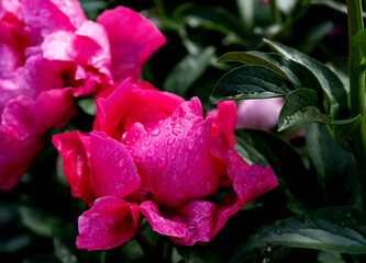 lush red, crimson peonies close-up. Spring flowers after the rain, peony in the garden.