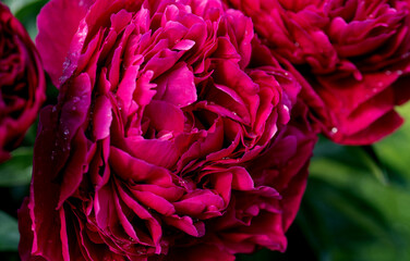 lush red, crimson peonies close-up. Spring flowers after the rain, peony in the garden.