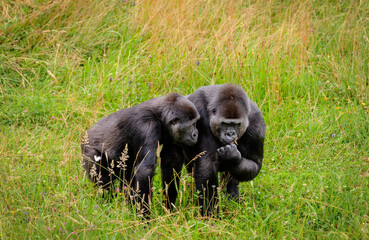 Gorilla watching its mother eat