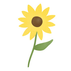 Sunflower handdrawn illustration