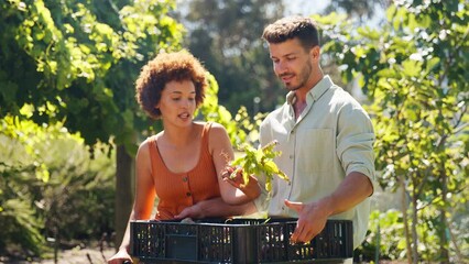 Couple working in vegetable garden or allotment with tray of beetroot - shot in slow motion