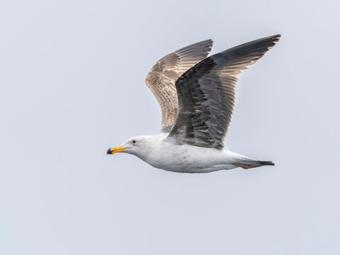 Juvenile California gull (Larus californicus), in flight in Monterey Bay Marine Sanctuary, Monterey