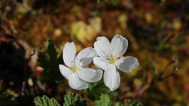 Rubus chamaemorus. Blooming cloudberry in summer in the Arctic tundra of western Siberia