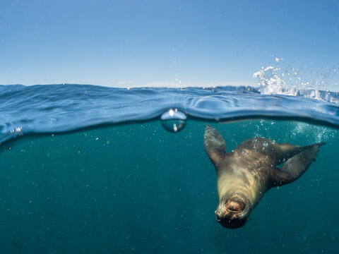 California sea lion (Zalophus californianus), underwater at Isla San Pedro Martir, Baja California